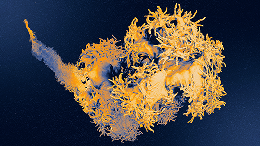 A Pacinian corpuscle neuron, reconstructed using focused ion beam scanning electron microscopy, looks like a thick tree root with 15,000 fingerlike extensions growing from it.